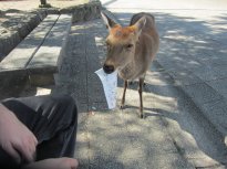 A deer ate my homework