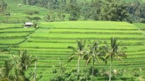 UNESCO rice fields