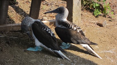 Blue-footed Boobies posing